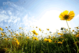 Foto Ambiente